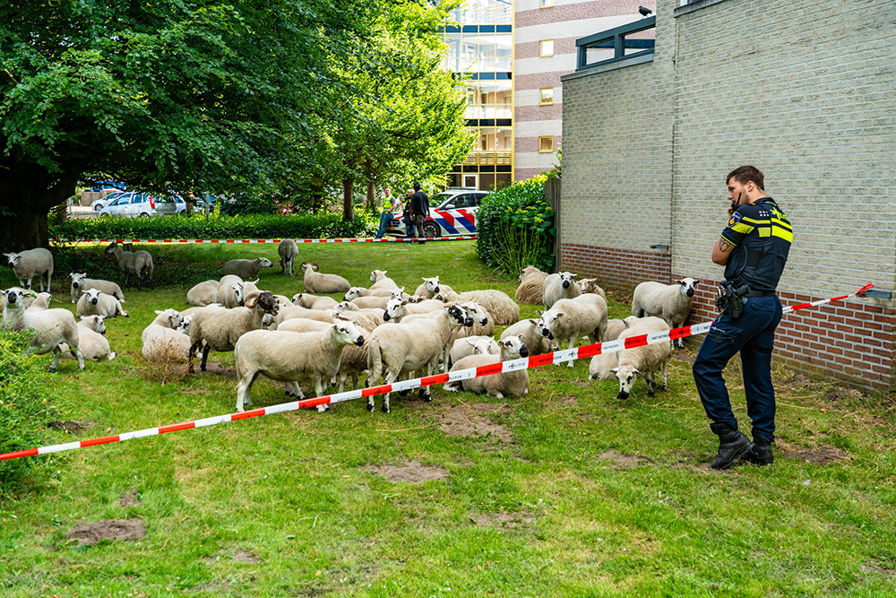 Schapen ontsnapt Harderwijk