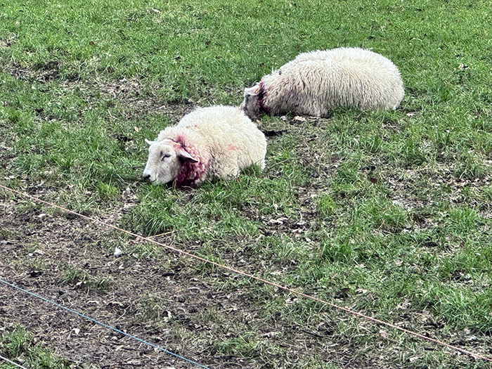 schapen gedood Doornspijk