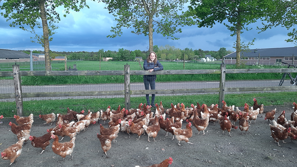 kippen Hierdense Kakelhoeve Joanne