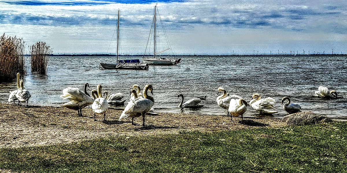 Zwanenmeer Wolderwijd