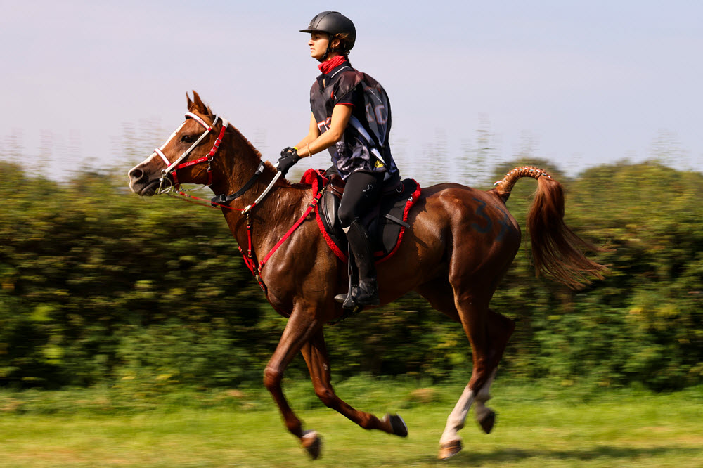 Endurance EK en WK Ermelo fotograaf Jan Willem Hage