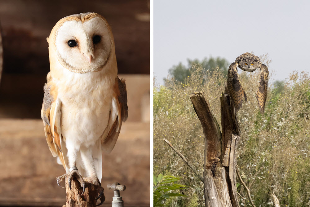 Uil Fotograaf Jan Willem Hage