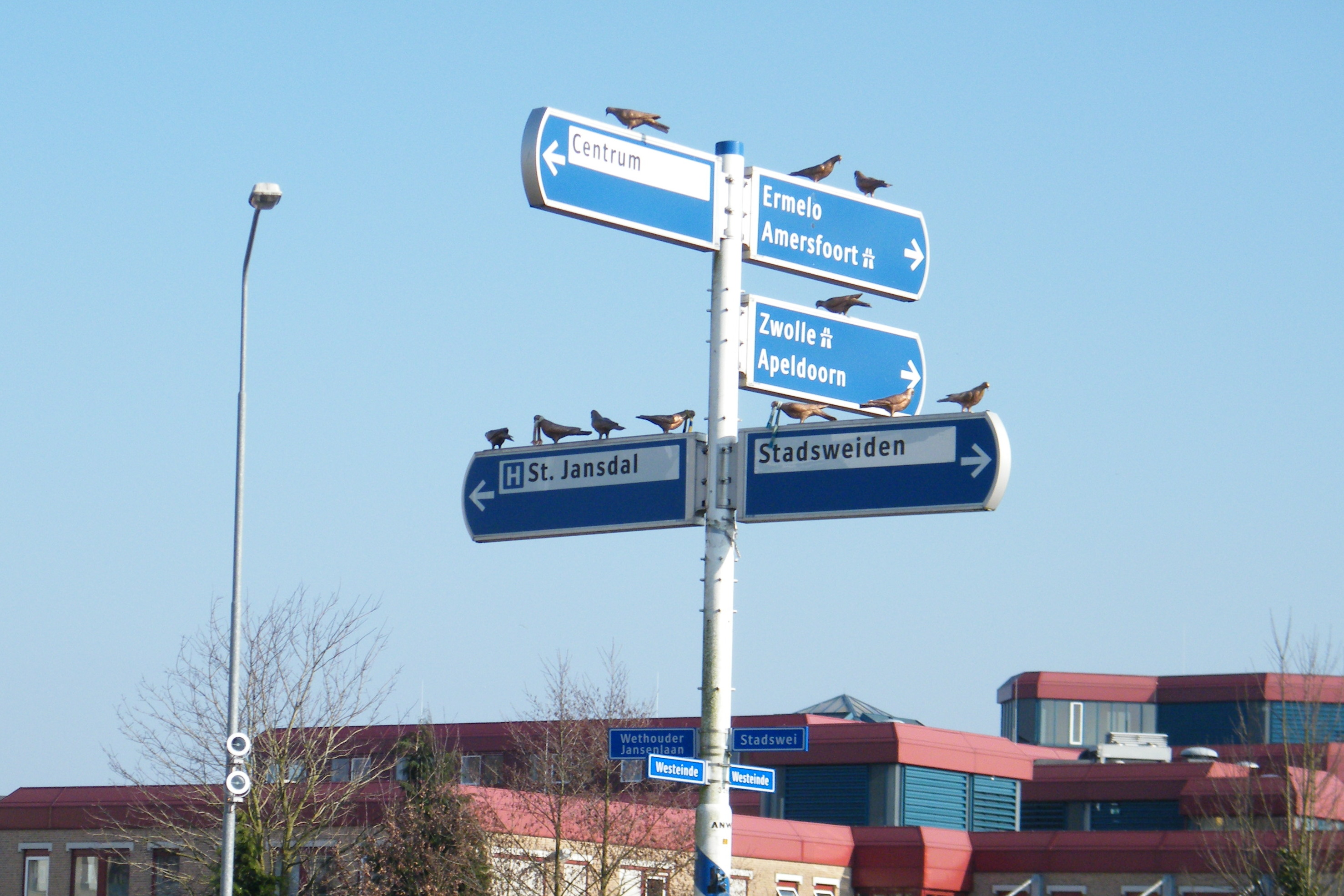 Duiven van St. Jansdal op de rotondes rond het ziekenhuis