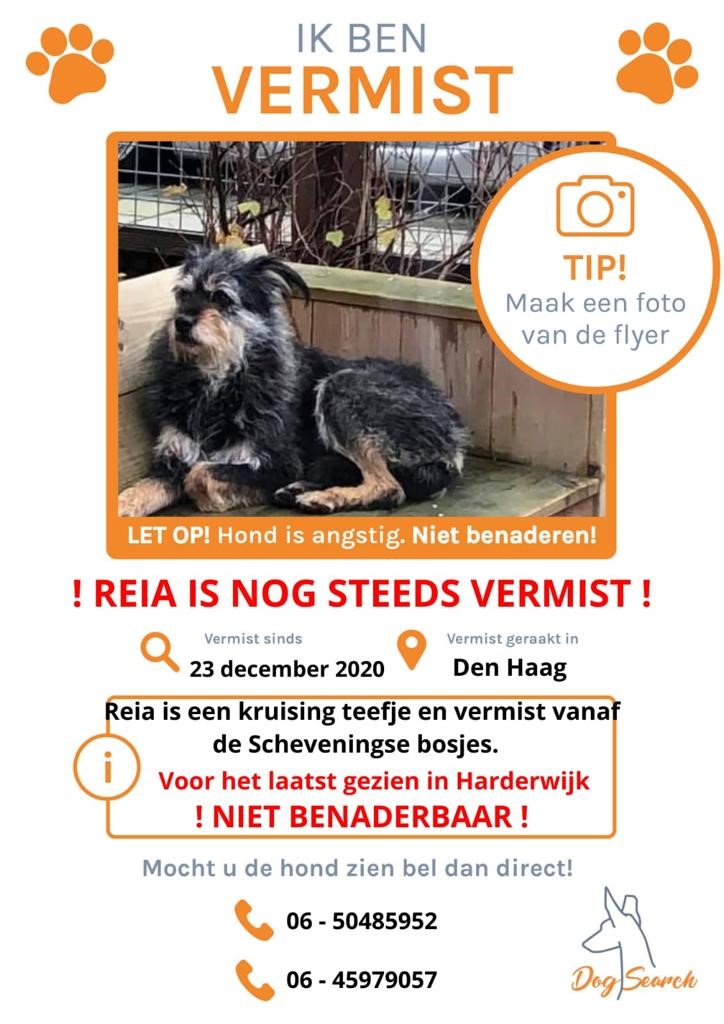 Dogsearch Nederland Reia ruwharige hond vermist