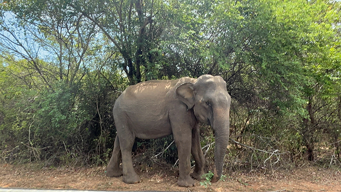 Olifant familie van den Berg