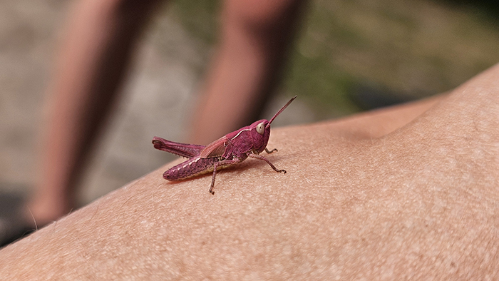 roze sprinkhaan