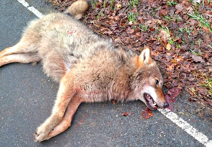 wolf aangereden
