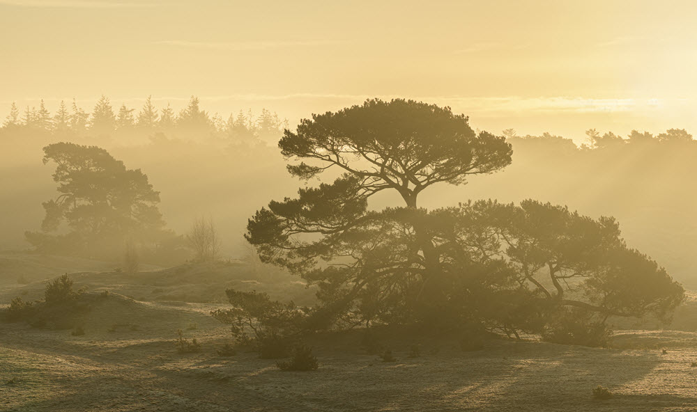 Vliegende dennen fotograaf Jeroen van Wijk