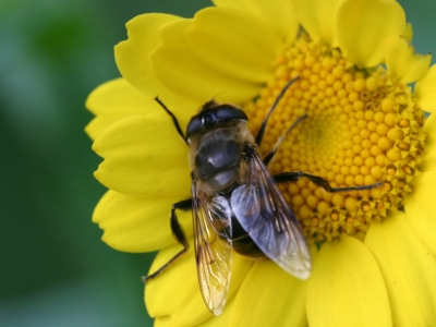 Landgoedwandeling over Staverden met bezoek aan de bijenstal