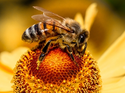 Lezing Groei & Bloei, Bijen, het hele jaar door