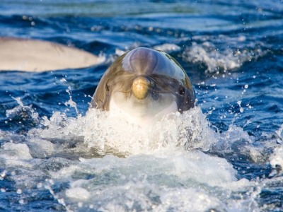 Dolfijnen zijn aantrekkelijk, zowel voor toeristen als voor actievoerders (column)
