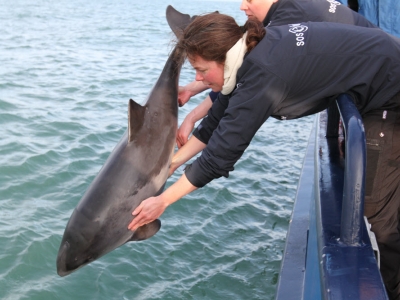 Stichting SOS Dolfijn weg bij Dolfinarium Harderwijk