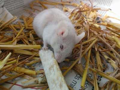 Een muisje gevonden aan de Krommekamp