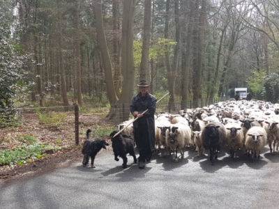 Traditionele schaapherder weer op pad met zijn kudde (video)
