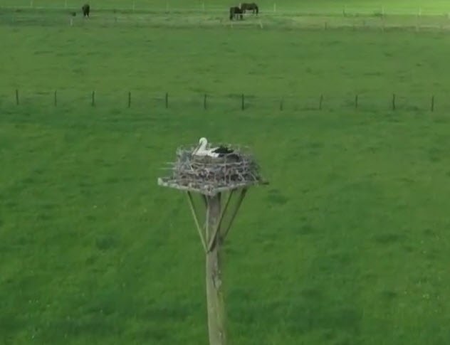 Vierhout verwacht baby-ooievaar