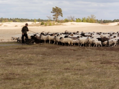 Schoonebeeker schapen grazen 