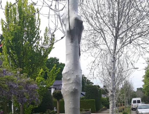 Witte ' spinnenbomen' geven bewoners kriebels