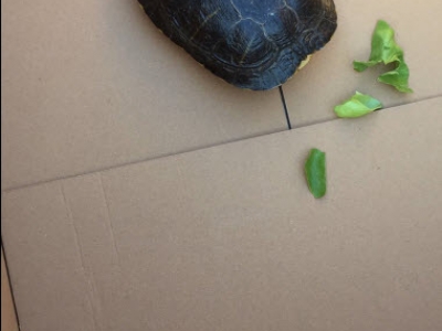 Schildpad gevonden in Harderwijk