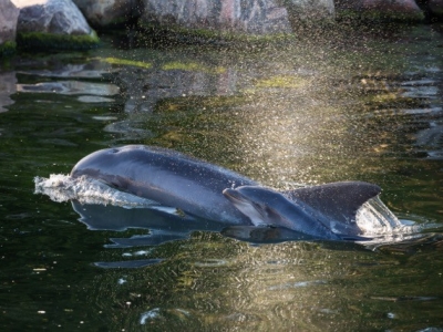 Dolfijntje geboren in Dolfinarium te Harderwijk