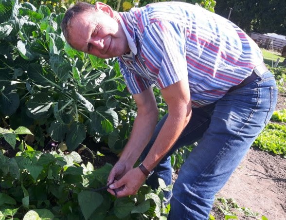 De gele boterknol, pure nostalgie in de moestuin