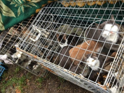 Wijkagent Jurion Veenstra treft 2 dakloze honden en 22 katten. 