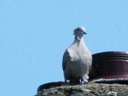 Duif met een luchtbuks neergeschoten