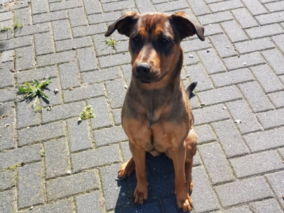 Gemeente Harderwijk start hondenproject