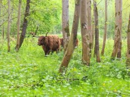 Natuurmonument kapt essen in Harderbos en plant andere boomsoorten terug