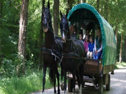 Tocht met de huifkar over landgoed Staverden