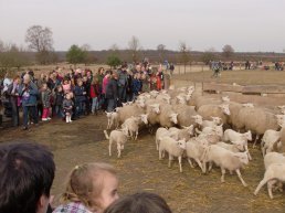 Lammetjesdag bij de Ermelose schaapskooi