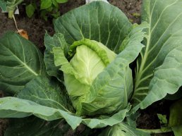 Cursus Moestuinieren