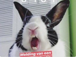 Inbreker in Harderwijk blijkt buurvrouw die konijn kwijt is