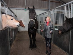 Workshop over hooggevoeligheid en paarden