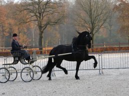 Eindbeoordeling IBOP Tuigpaarden