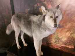 Kleuterrondleiding WOLF én Kleine diersporenwandeling