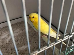 Gevonden huisdieren in Harderwijk