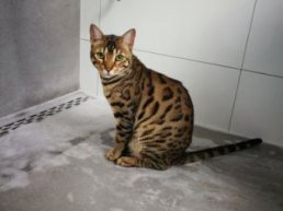 Gevonden en vermiste huisdieren in Harderwijk en Hierden