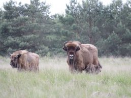 Wisentgeboorte op de Veluwe