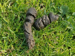 Harderwijk Anders wil anders omgaan met hondenbeleid