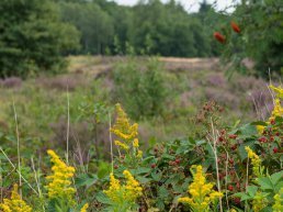 OERRR Dierenmanieren op landgoed Oud Groevenbeek