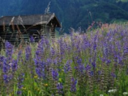 Lezing Arie Vermeer op 24 september a.s.