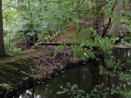 Wandeling op zoek naar wild in Leuvenum