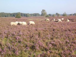 Het bloeiende heide golftoernooi