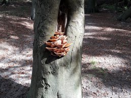 Wandel mee met De Beekhuizerzand wandeltocht