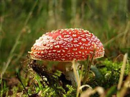 Paddenstoelenwandeling