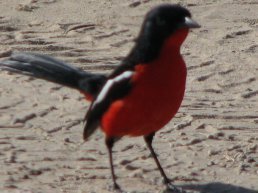 Presentatie over de natuur in Zuid Afrika en Namibië