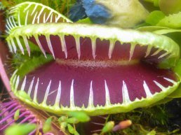 Groei & Bloei lezing over vleesetende planten