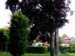 Plant een gratis boom in uw voortuin