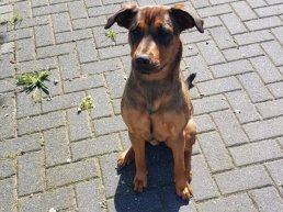 Het Harderwijkse bos in met uw hond aan de lijn