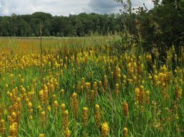 Bijzondere plantenwandeling op landgoed Staverden